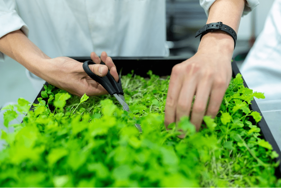 Une ferme verticale chinoise entièrement robotisée de vingt étages