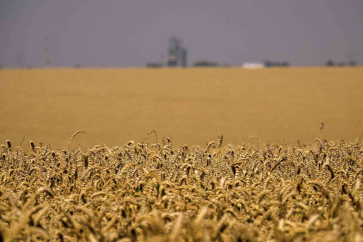 Southern Hemisphere Takes Over to Supply the World with Cereals