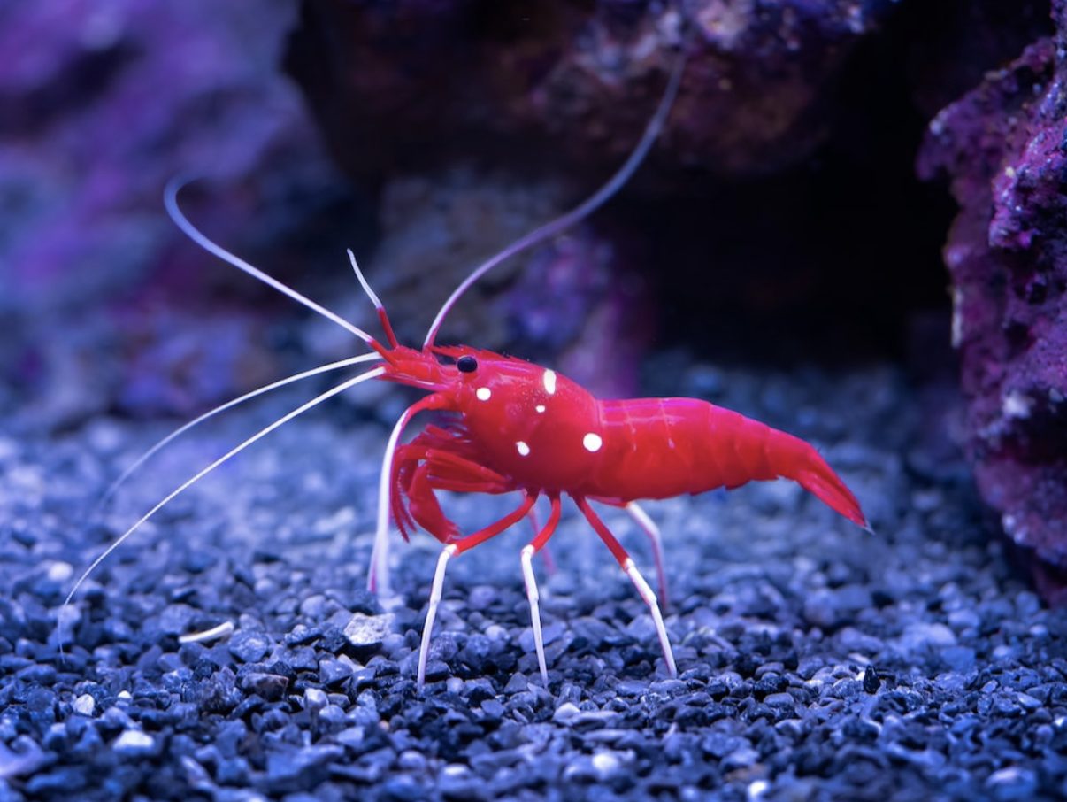 Des macroalgues pour l’élevage de crevettes