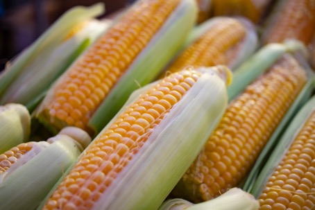 L’agriculture africaine victime du conflit ukrainien