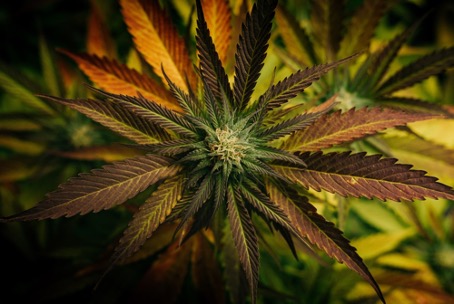 Le cannabis officiellement autorisé au Ghana