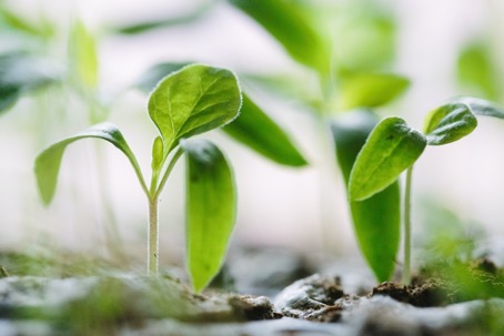 Les banques de conservation des semences protègent la biodiversité