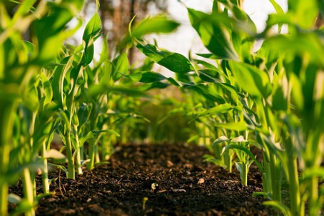 A Smart Weed Control Robot