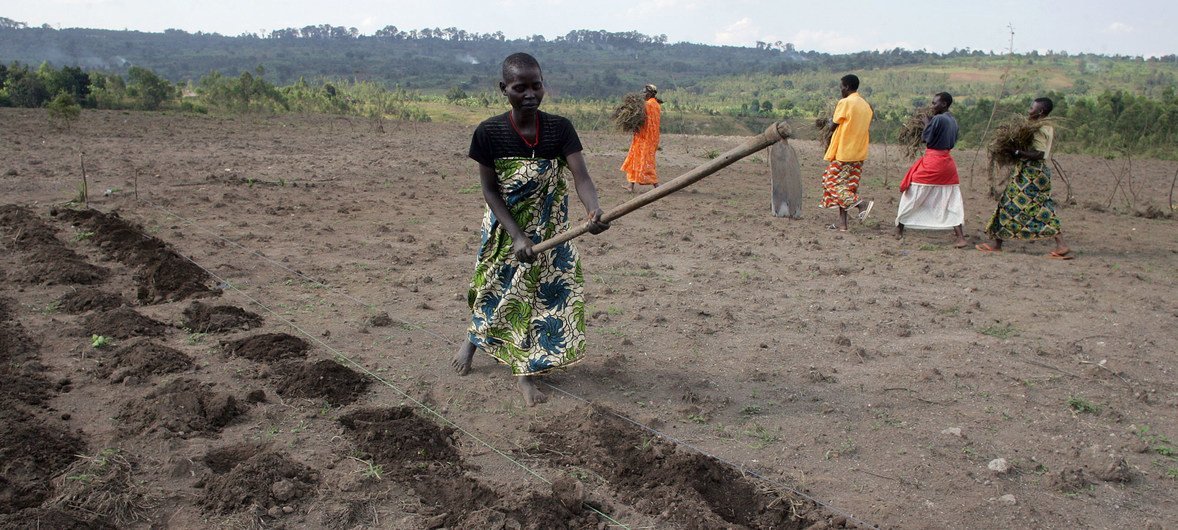 La Pommes de terre,  2ème production agricole en 2030 ?