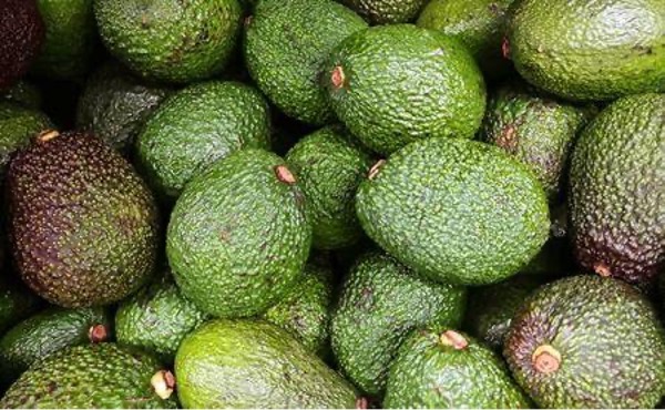 Moroccan avocado exports set an absolute record
