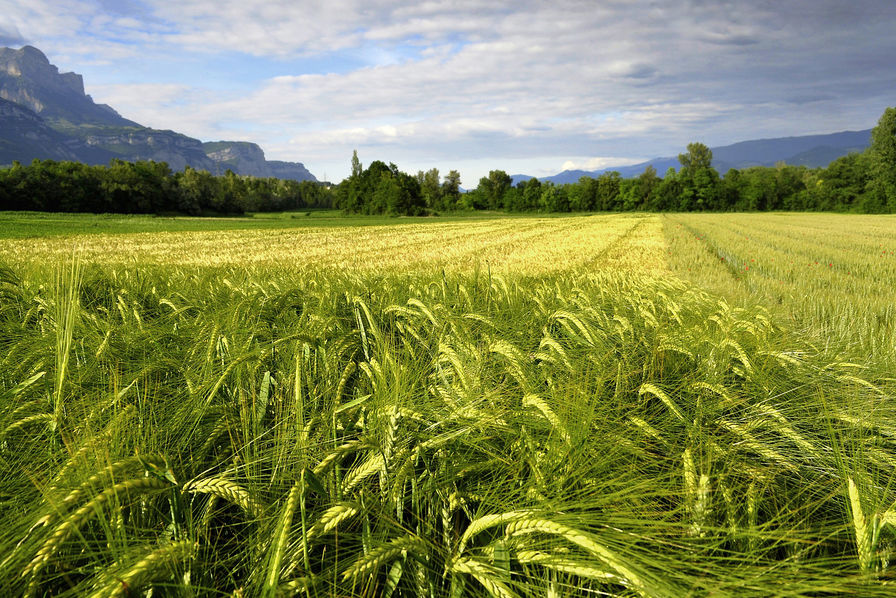 Production mondiale record de céréales