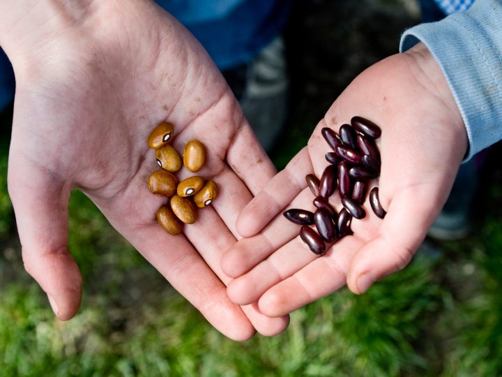 Exploiting Native Tree Seeds