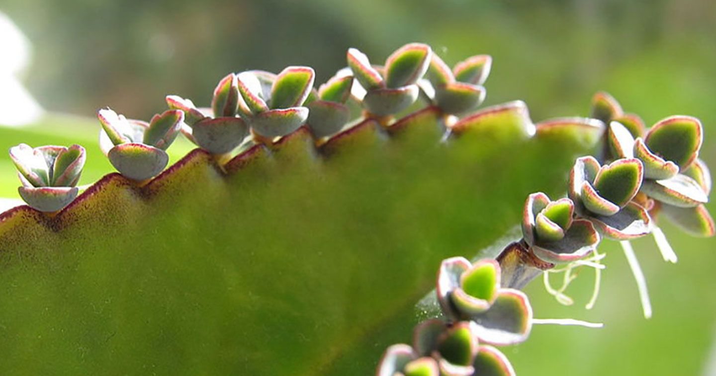 La multiplication asexuée des plantes cultivées est proche