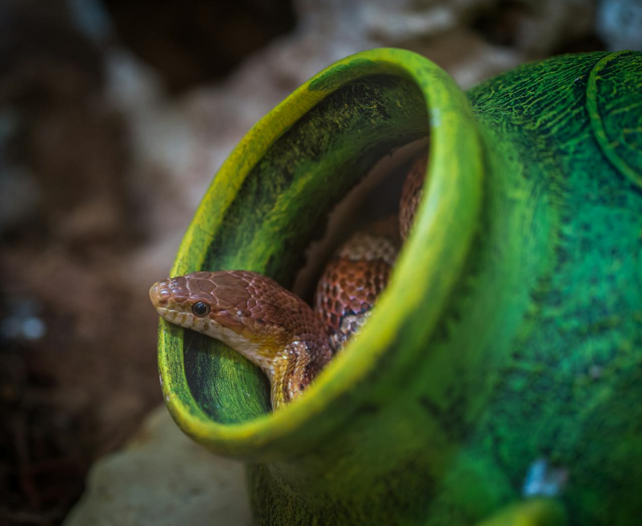 The snake, a food of the future