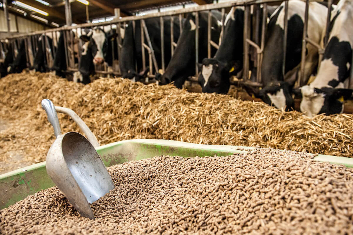 The African animal feed industry recorded the second highest global growth rate in 2023