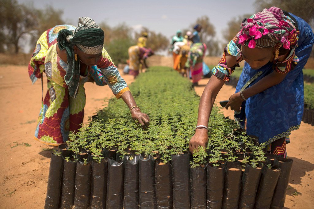 Challenges and Opportunities of a Transition to Organic Agriculture in Africa
