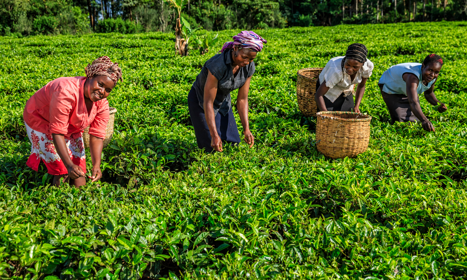 Agriculture, the Pillar of Employment in Malawi