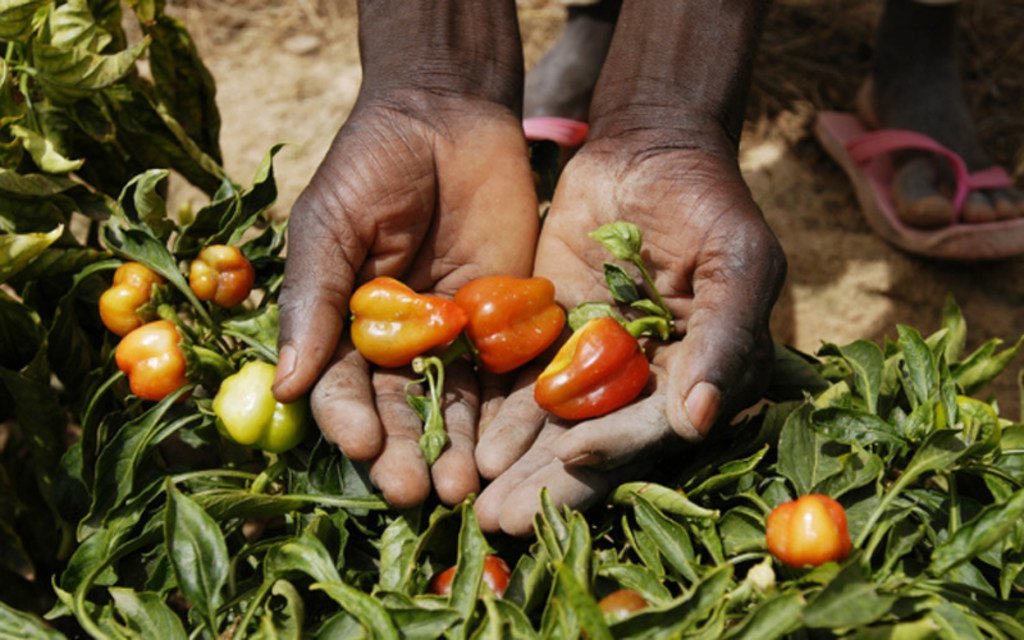 Sustainable Agricultural Development in the Fight Against Rural Poverty in West Africa