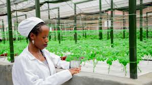 The Use of Precision Agriculture in Africa Could Increase Yields and Sustainability