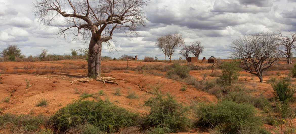 Agricultural Innovations in Arid Regions of Africa to Combat Desertification
