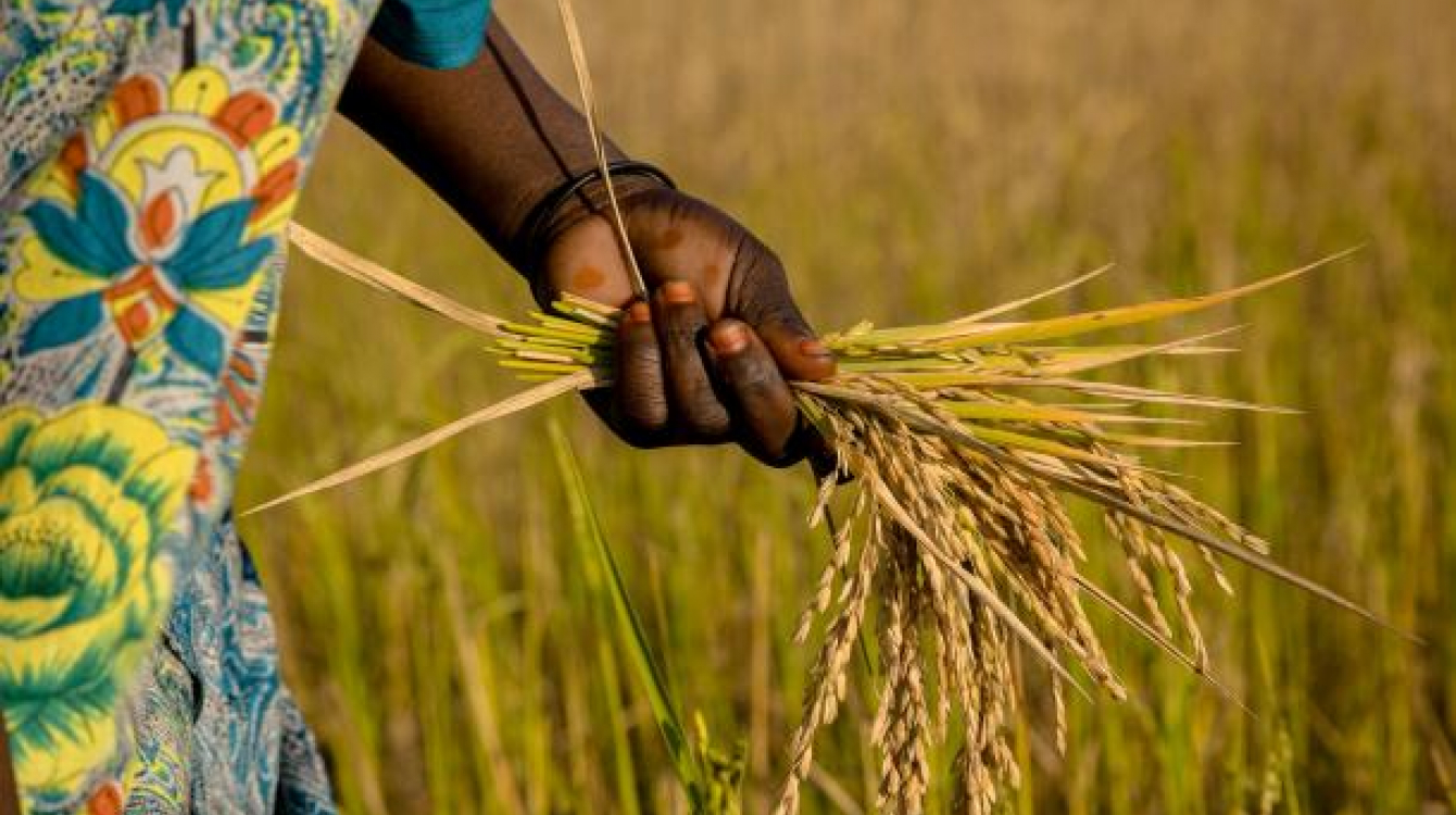 The Impact of Climate Change on Food Security in Sub-Saharan Africa