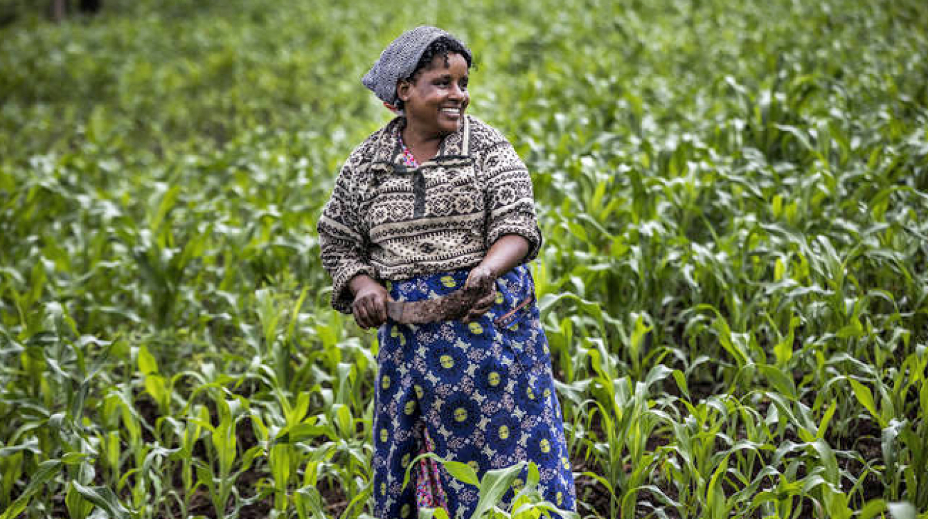 Renforcement des chaînes de valeur agricoles en Afrique