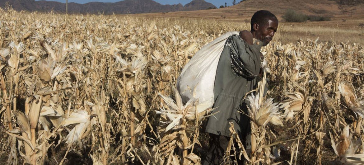 El Niño wreaks mayhem : Severe Drought Cripples Corn Production in Southern Africa