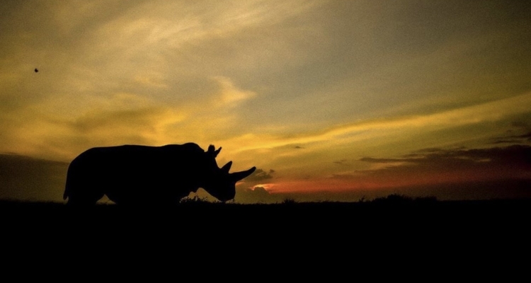 Rhinos Threatened by Extinction Due to Climate Change
