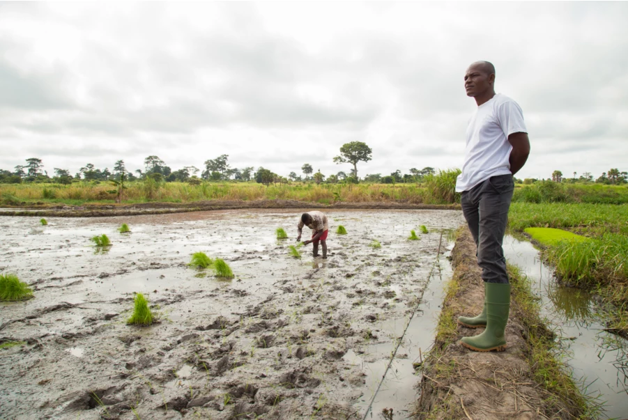 The African Development Bank's Strategy for Climate-Smart Agriculture in Africa