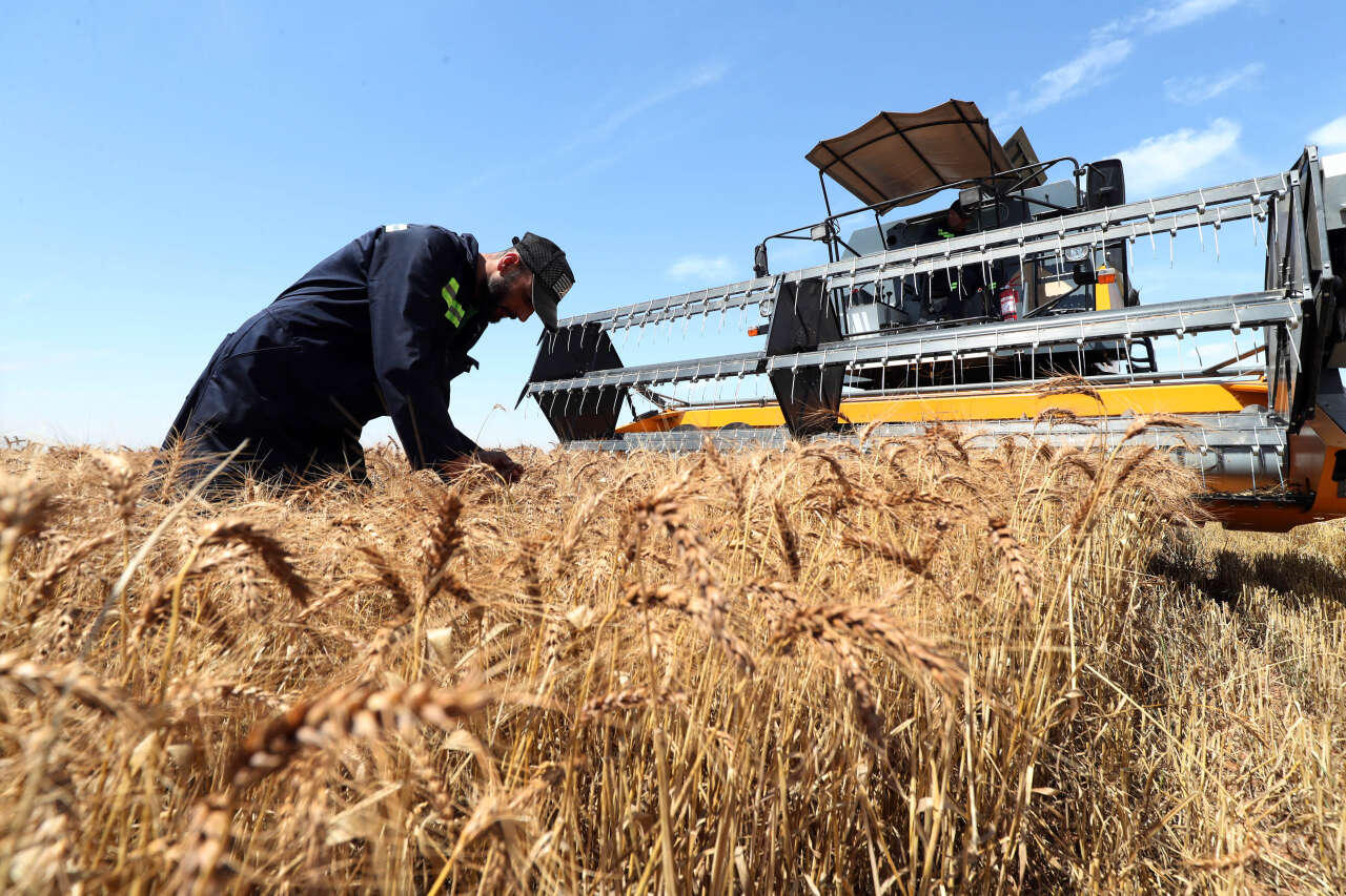 Qatar to Produce Wheat in Algeria