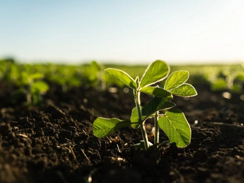A Genetic Discovery Could Improve Legume Growth