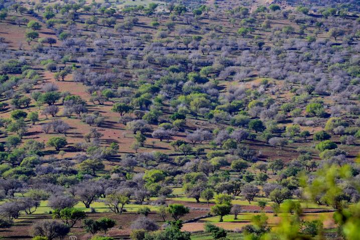 84 Millions d'euros pour développer les écosystèmes forestiers marocains