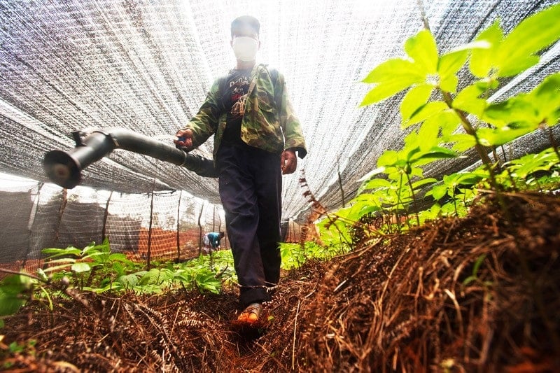 Greenpeace denounces the excessive use of pesticides in Europe