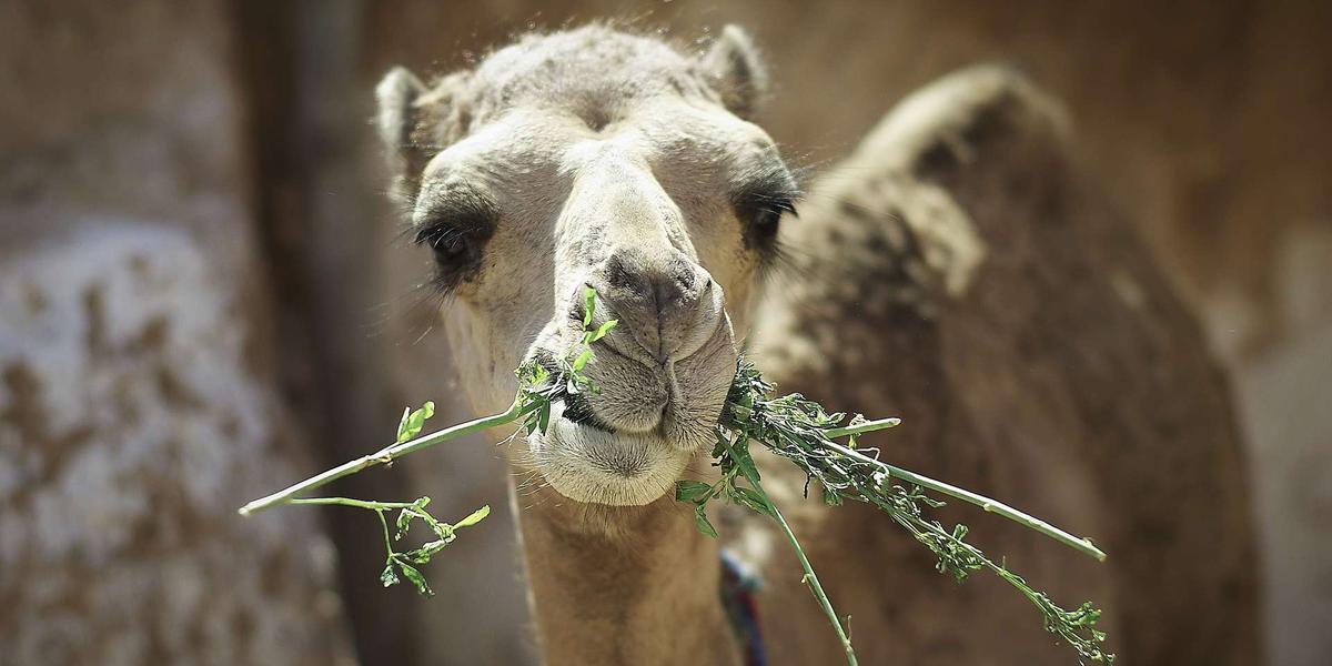 The Camel Outranks the Cow in Africa