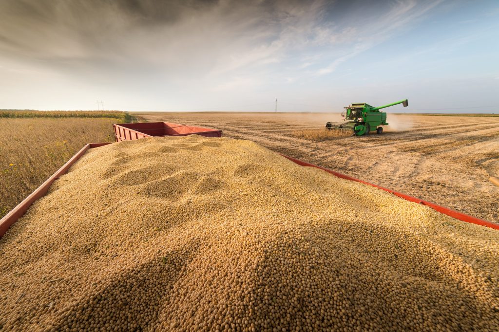 Abundant cereal harvests are causing prices to fall.