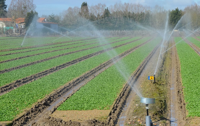 The use of wastewater for hydroponic agriculture in the United States