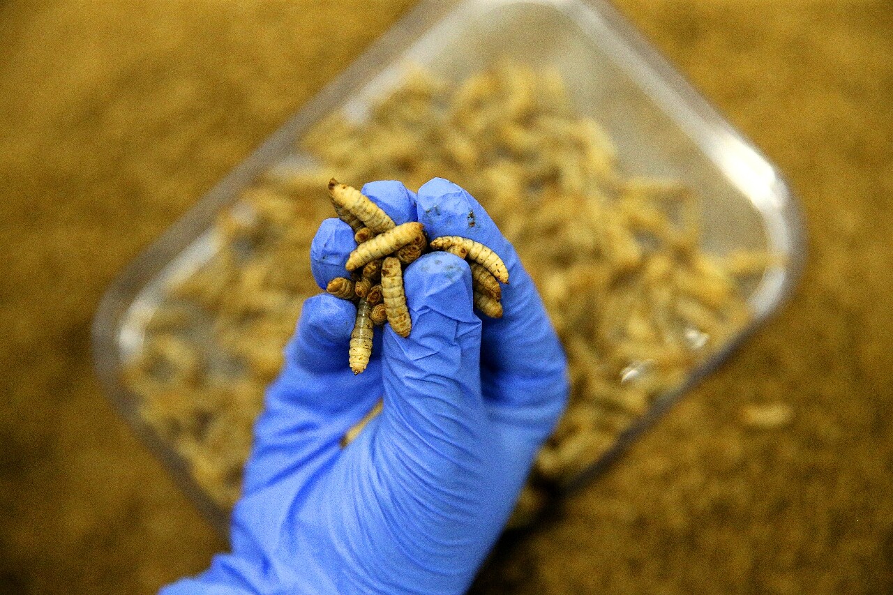Production of insect proteins for aquaculture