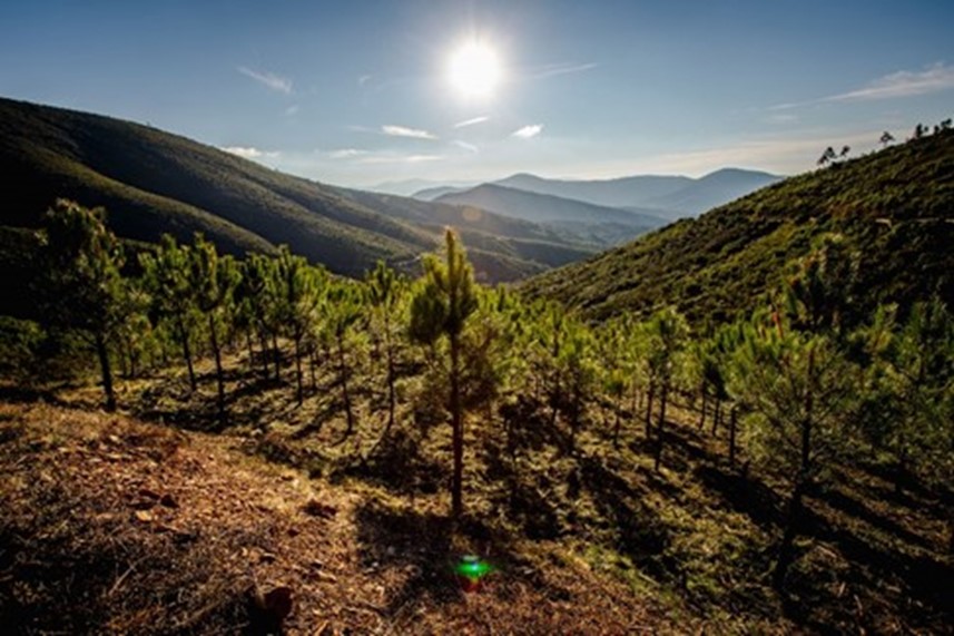 Spain: Agricultural reforestation initiative to combat desertification