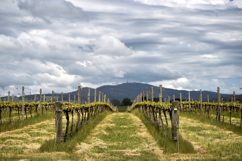 Viticulture australienne : défis climatiques et stratégies pour un avenir durable