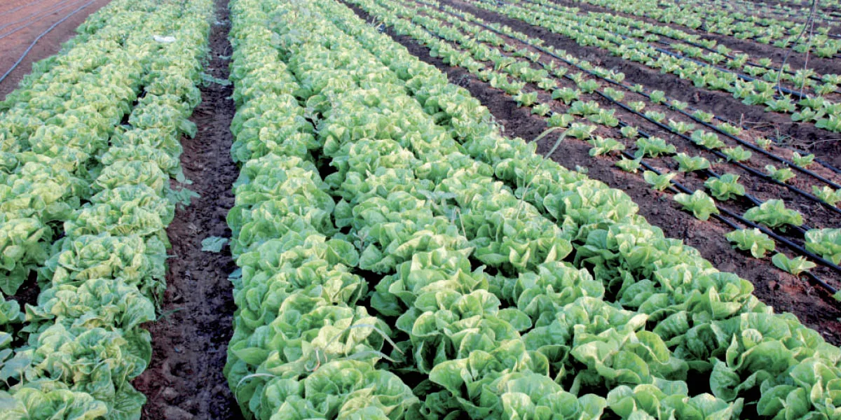 France : augmentation de 50 % des subventions pour l'agriculture biologique
