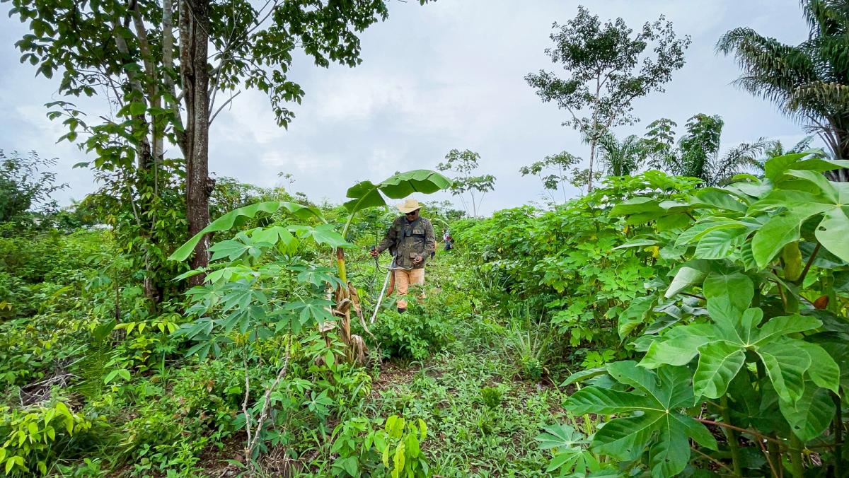 Brazil: initiative to triple the area of agroforestry systems by 2030