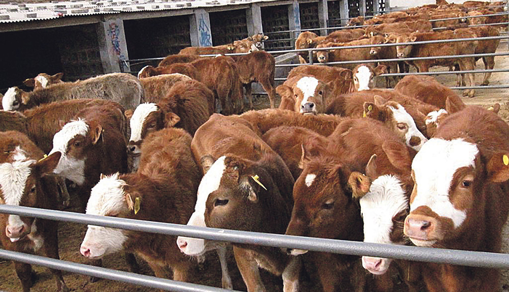 Argentina: project to reduce the use of antibiotics in livestock by 40%