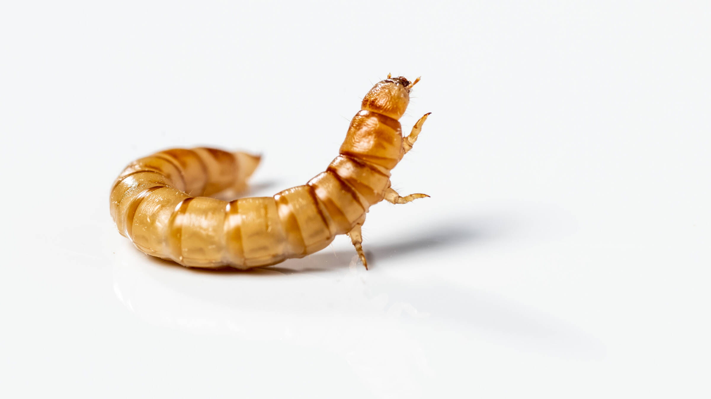 Crickets on the Menu: The challenges of making insects a mainstream protein source