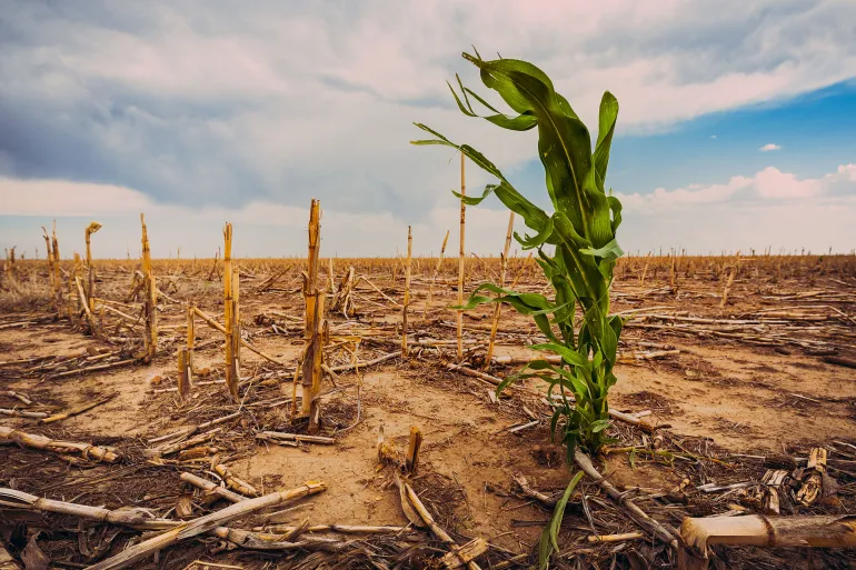 Europe: European project launched to improve the climate resilience of crops