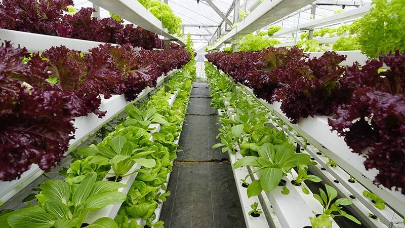 Morocco: Creation of vertical farms in urban areas