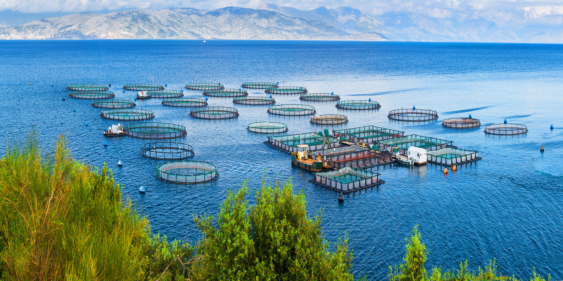 Growth of aquaculture in Asia