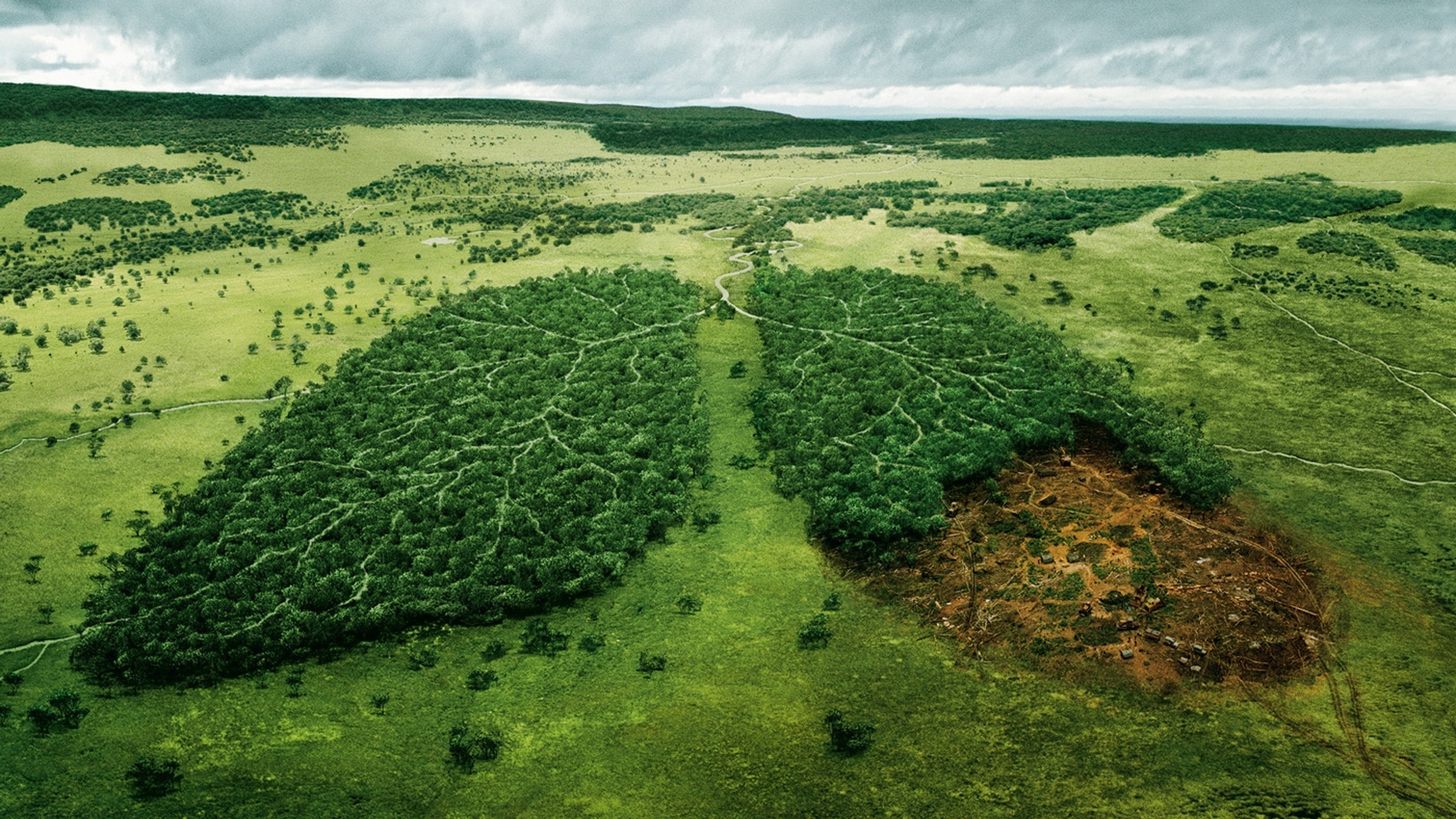 RIEN NE SEMBLE POUVOIR ARRÊTER LA DÉFORESTATION