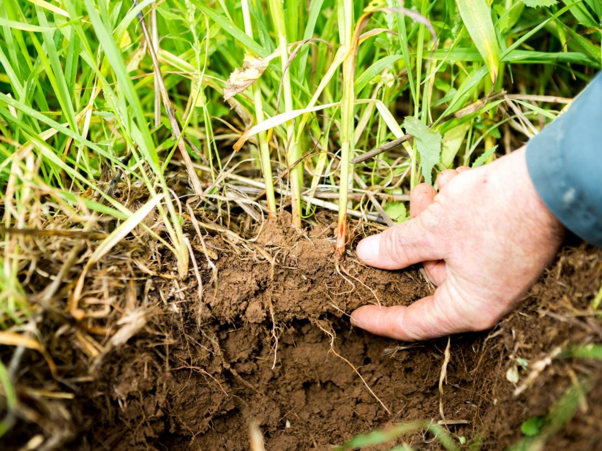 Development of No-Till Agriculture in Eastern Europe