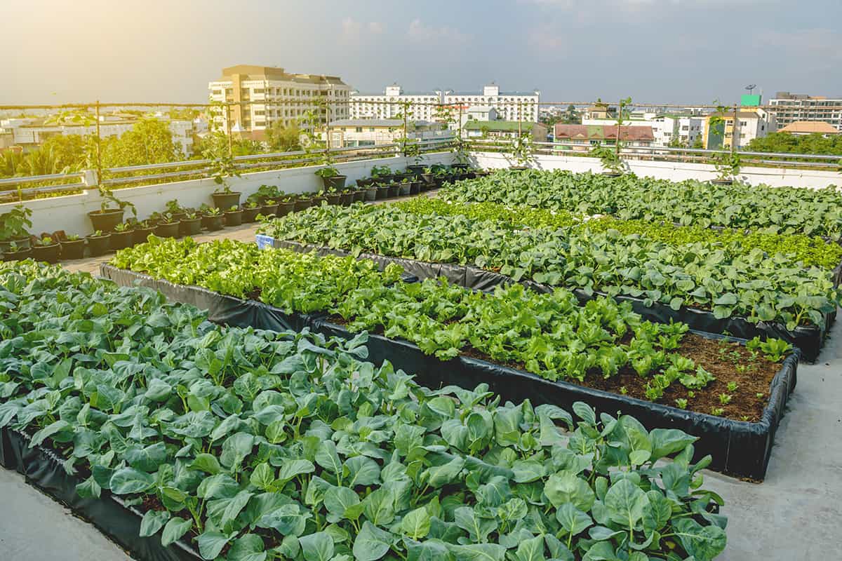 L’essor de l’agriculture urbaine dans les mégalopoles