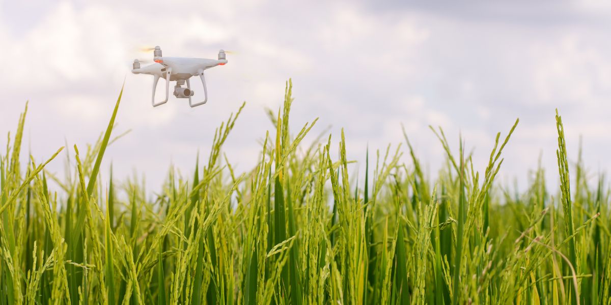 L'essor des drones agricoles dans la gestion des cultures