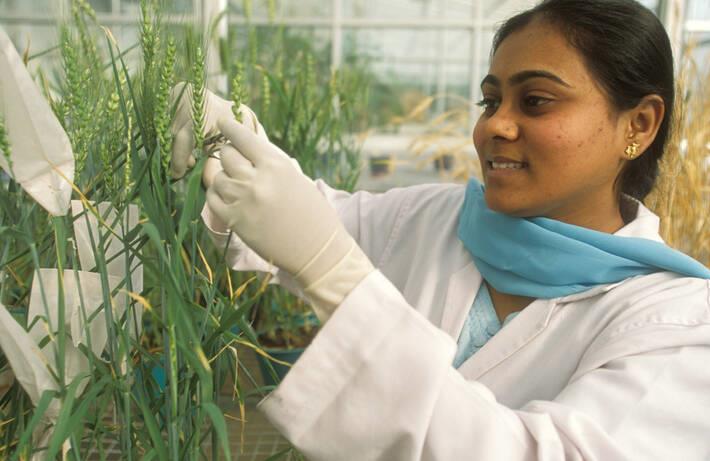 La place des biotechnologies dans l'agriculture en Inde