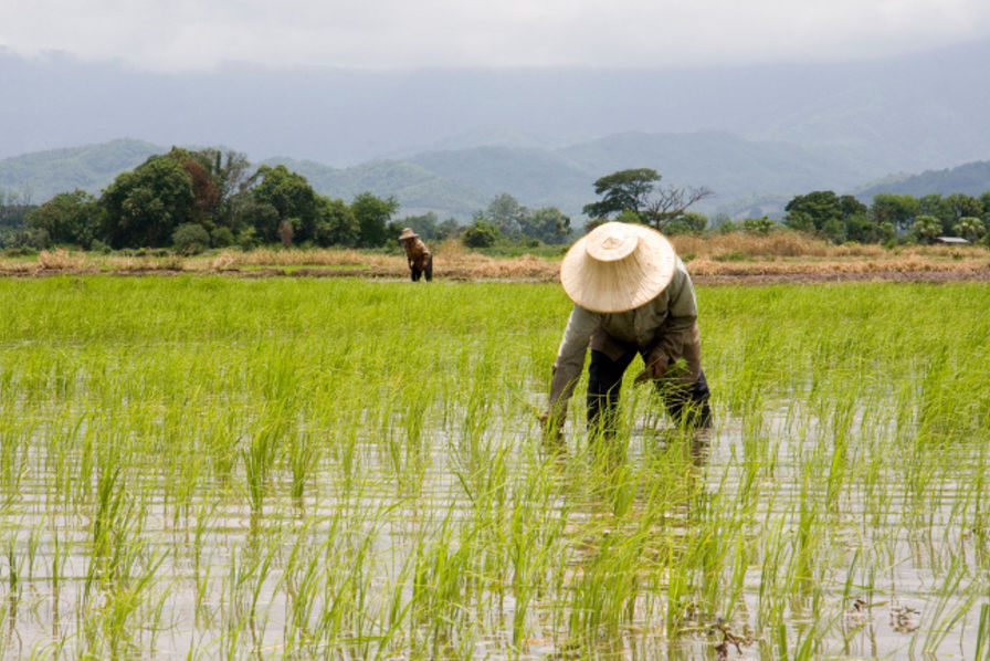 Risque de chute de 20% de la production de riz dû au changement climatique
