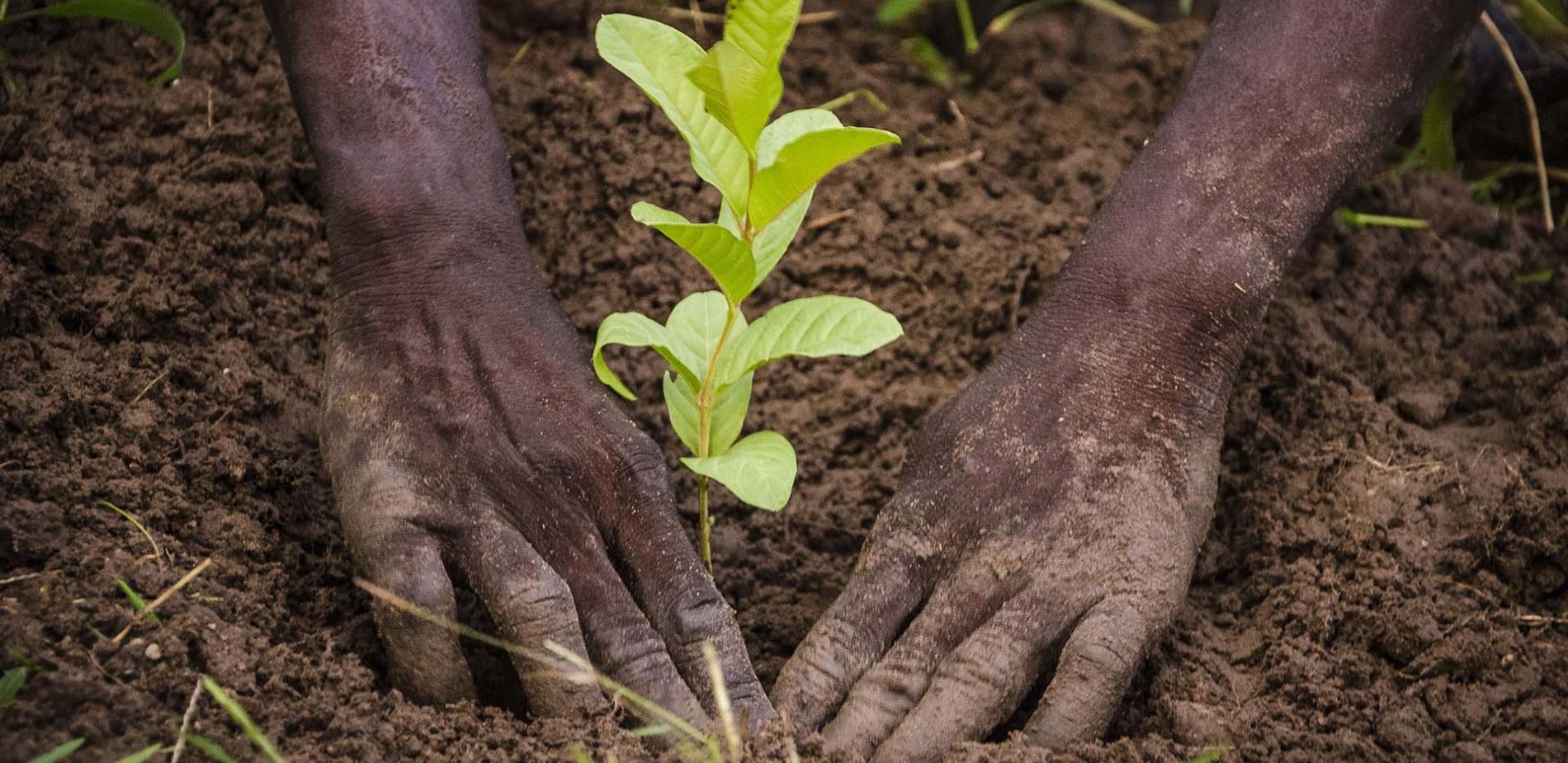 Les initiatives de reboisement en Afrique pour lutter contre la désertification