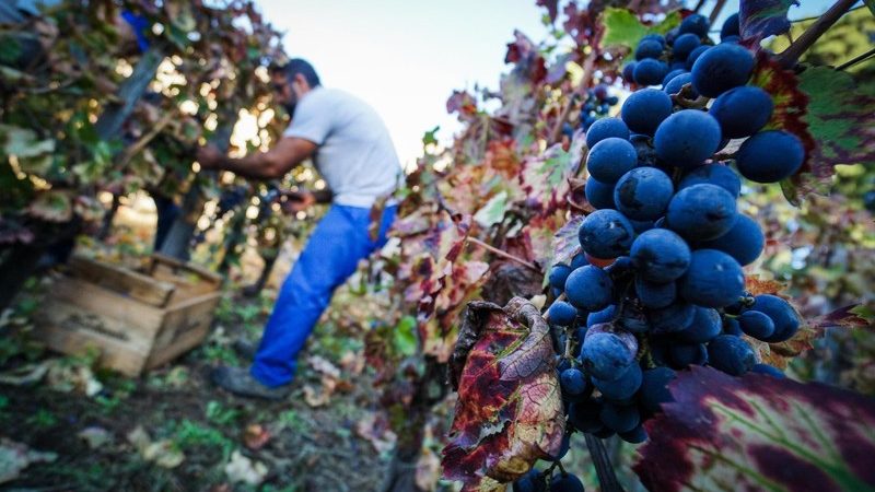 Italy: the place of young farmers and generational renewal