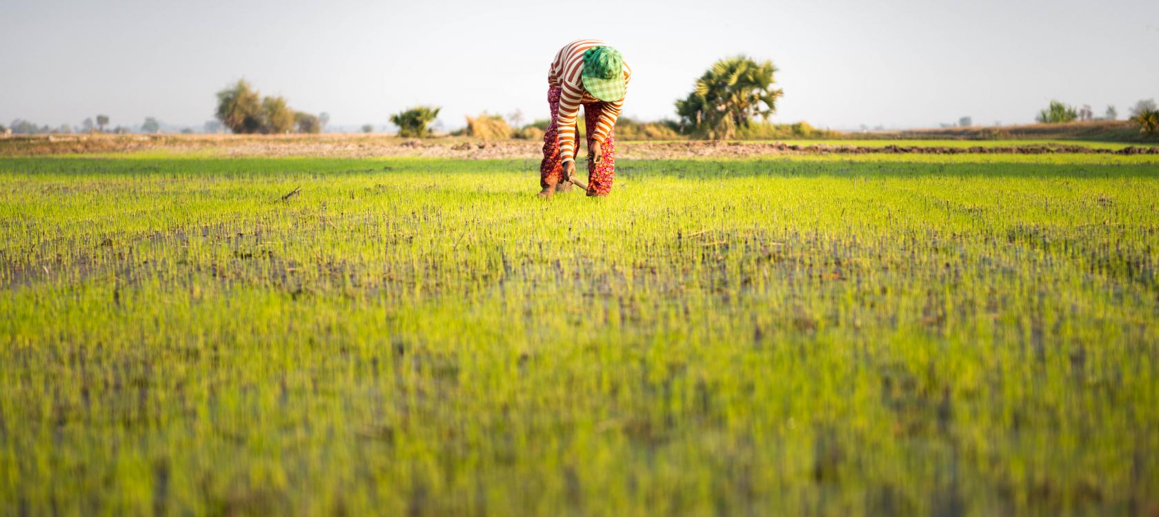 Kenya: agriculture and biodiversity, how to reconcile production and protection